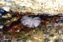 Feather Duster Worm P1060988 (800x533)