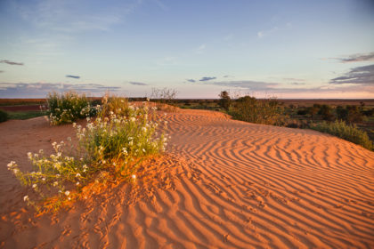 Animal tracks, Simpson Desert (photo DEWNR)
