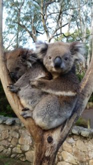 Koala, Cleland Wildlife Park