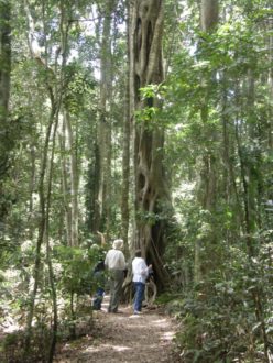 Exploring the forest at Binna Burra: photo courtesy of Araucaria Ecotours