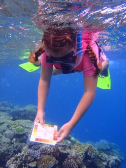 Citizen scientist estimating coral bleaching. Photo by Coral Watch