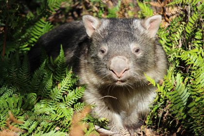 Wolgan-wombat