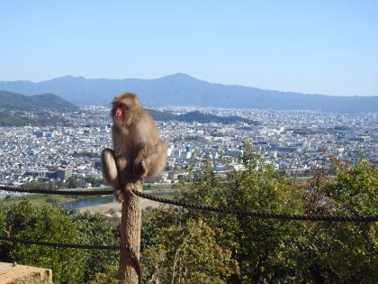 Monkey Forest Kyoto
