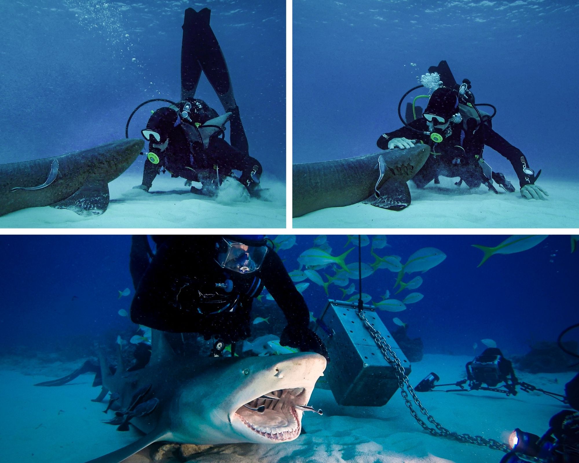 An inquisitive lemon shark approaches a diver and enjoys its head being stroked whilst having small cleaner wrasses probe its mouth and gills
