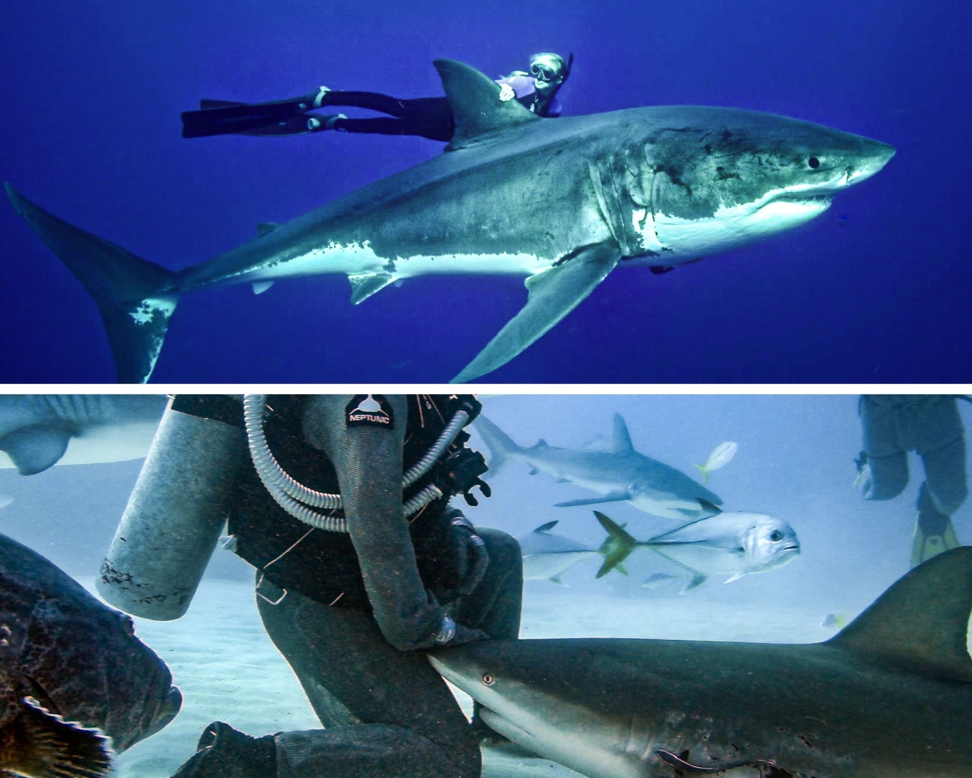 The top photo is of Ocean Ramsey ss she swims along with Bella, a huge great white shark with whom she has a long-term relationship. The bottom image shows Cristina Zenato as she gives a Caribbean reef shark love and affection, who keeps coming back for more.