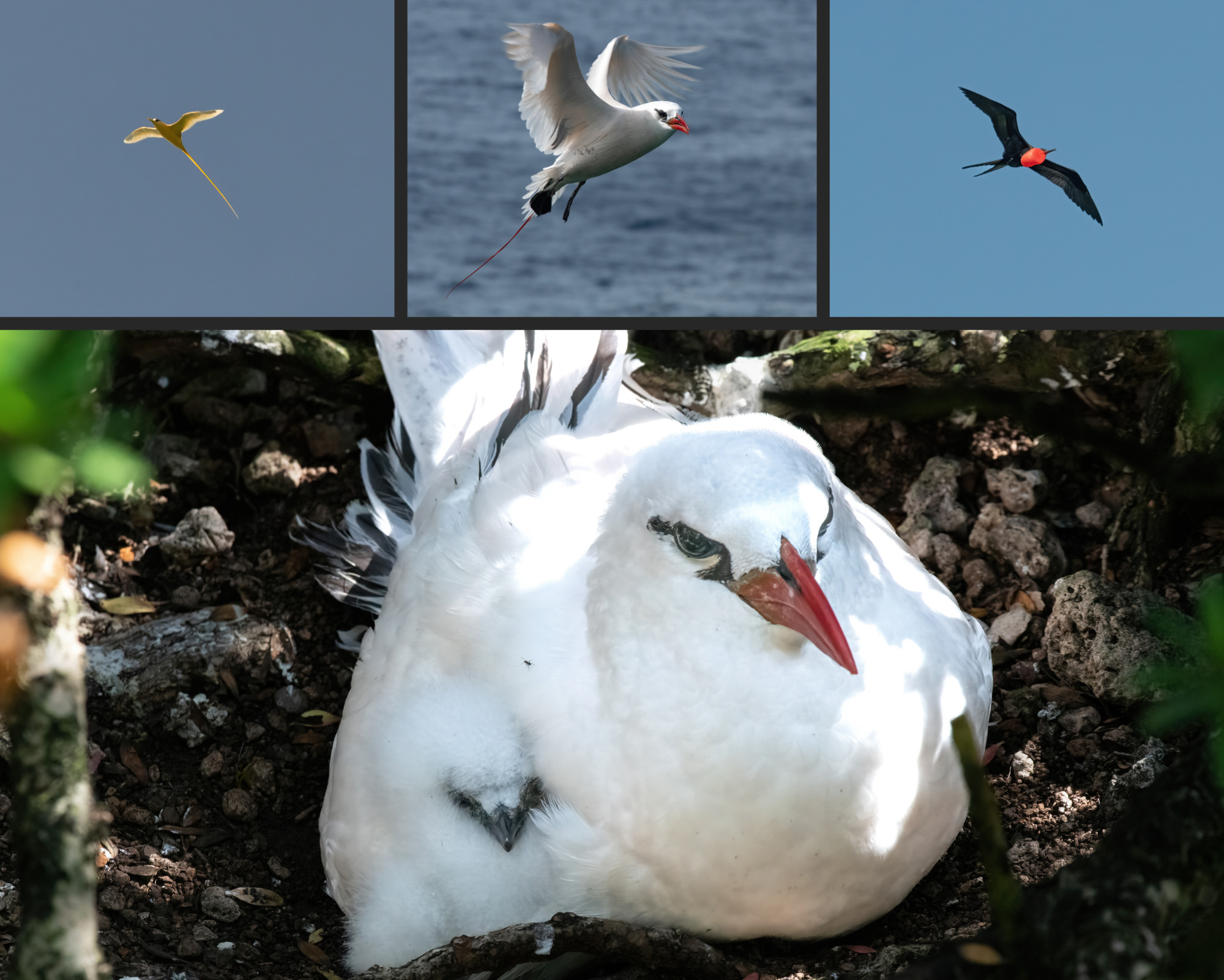 A photocollage of tropic birds in flight with a Christmas Island red throated frigate bird in flight, as well as a nesting silver bosun with its fluffy white chick
