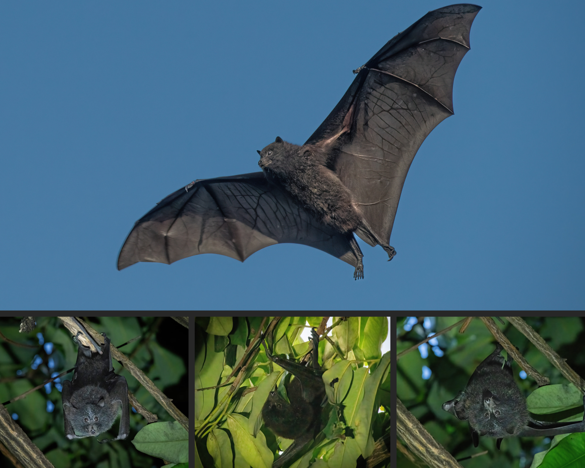 A photocollage of Christmas Island small black flying foxes in a fruit tree and one caught in mid flight