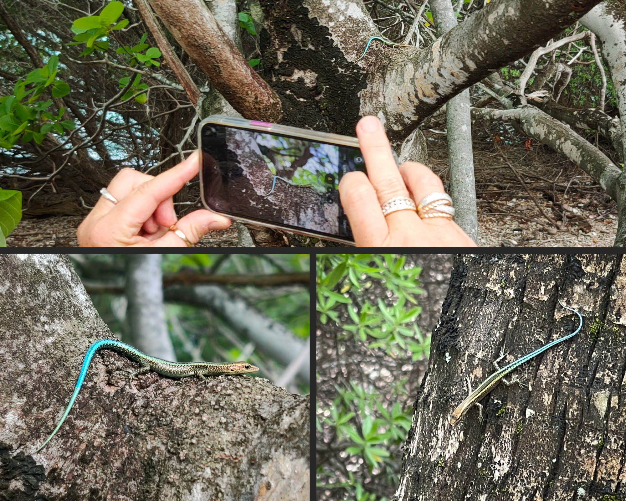 A photocollage with blue tailed skinks pjhotographed on trees in Pulu Blan in Cocos Islands
