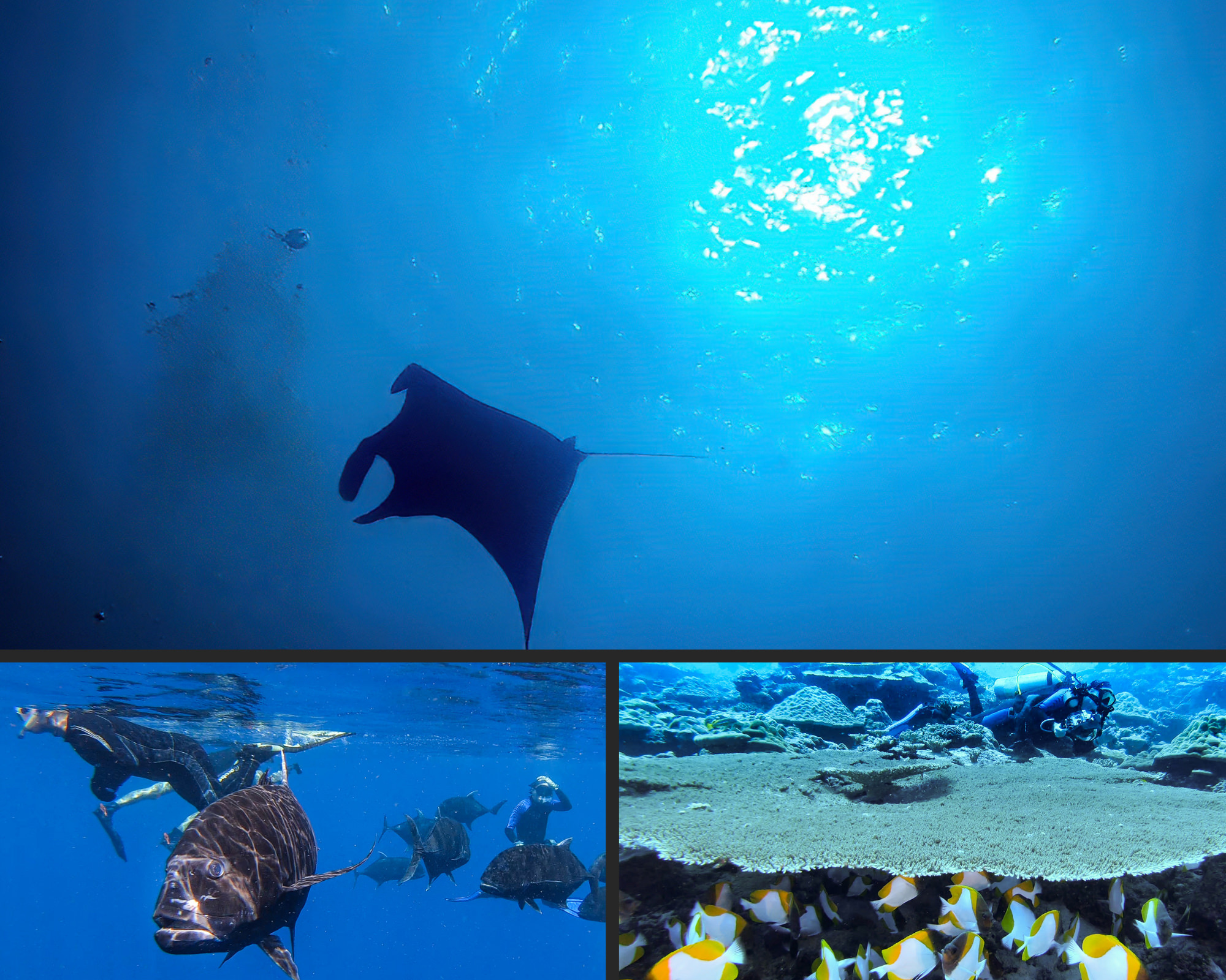 A photocollage including a manta ray, snorkelers in a group of giant trevally and numerous yellow pyramid butterflyfish hiding under a plate coral