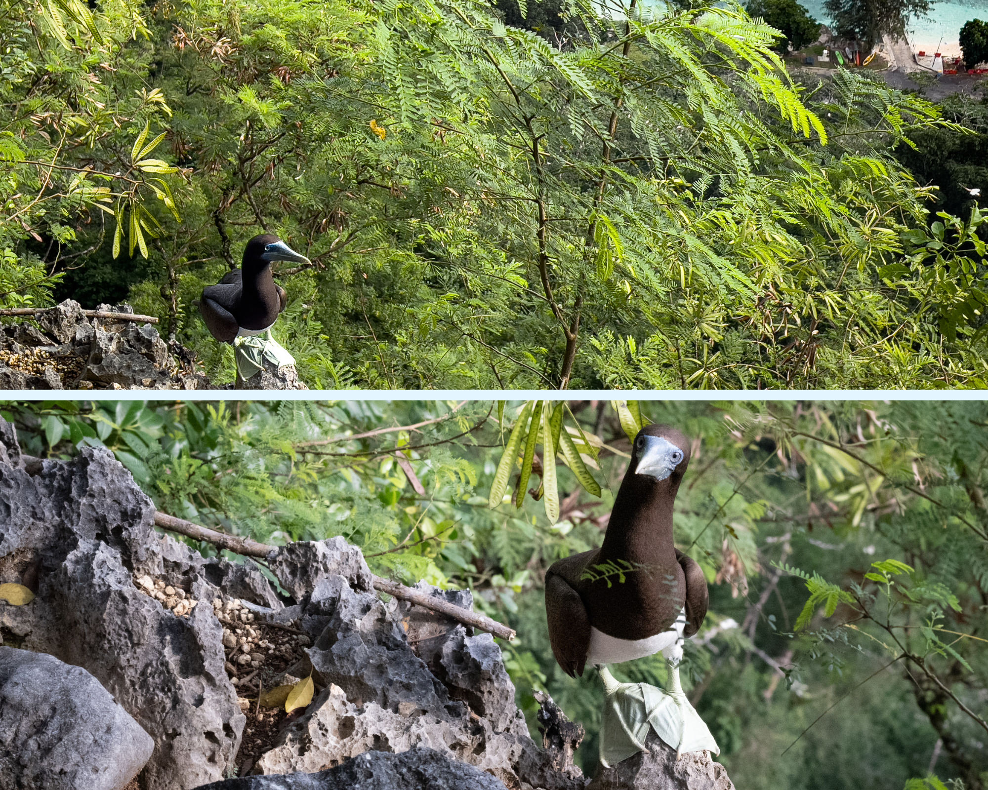 A photocollage of a curious brown booby bird perched on the side of a cliff overlooking Flying Fish Cove