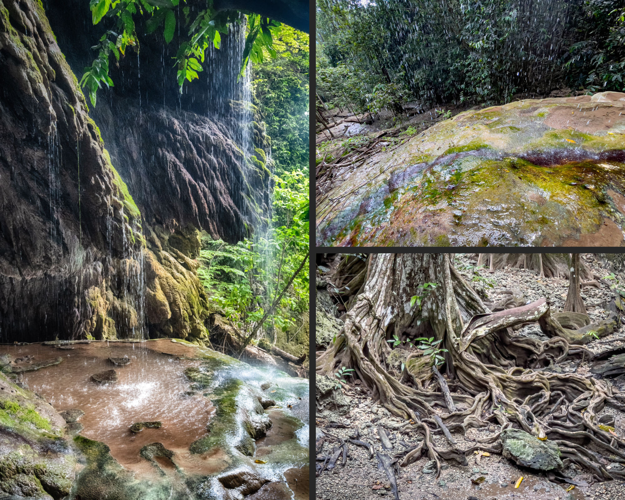 A photocollage of vistas taken at Hugh's Dale waterfall with the stunning Tahitian cheshnut trees and their complex curled above ground root system