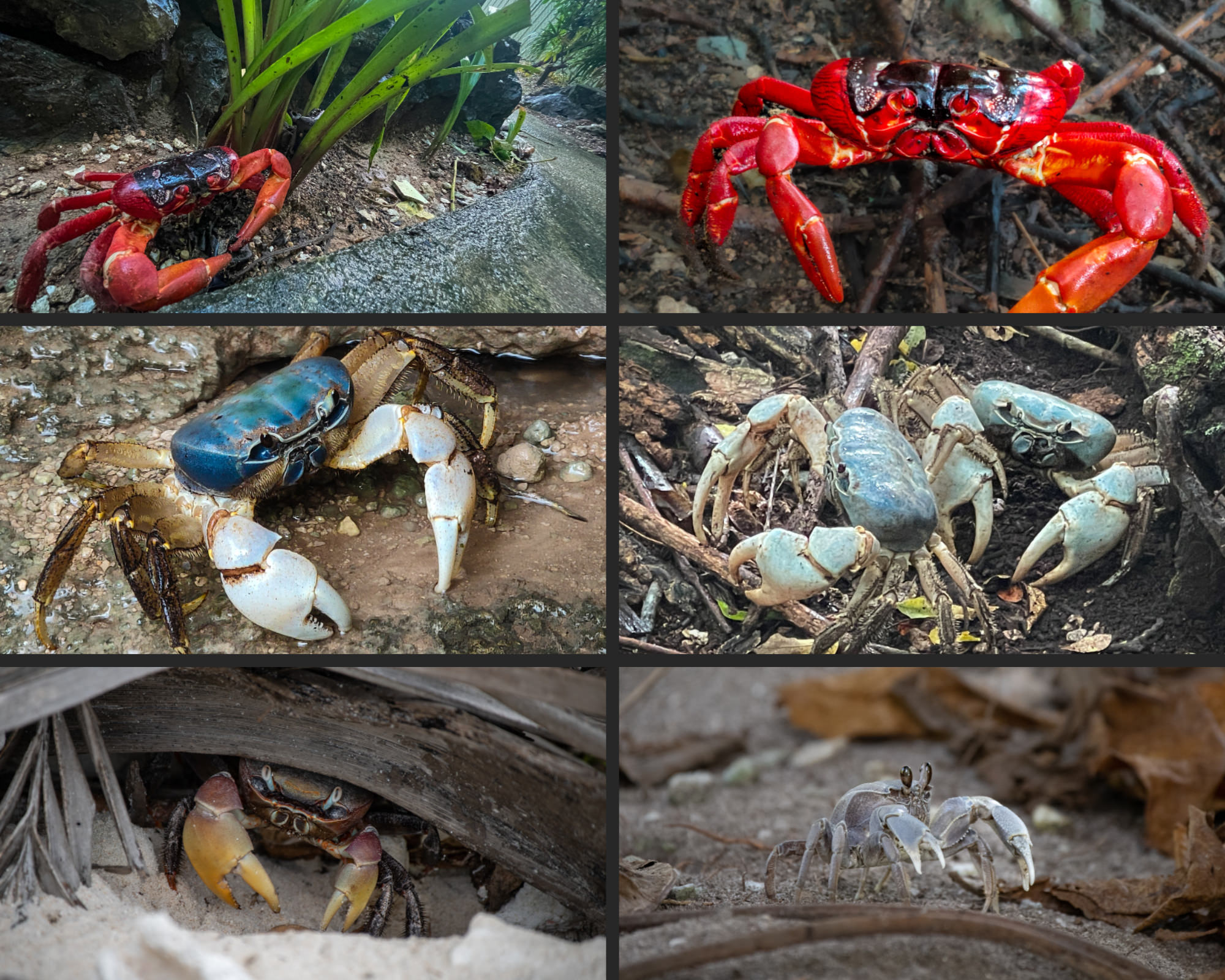 A photocollage of red, blue and other coloured crabs on Christmas Island
