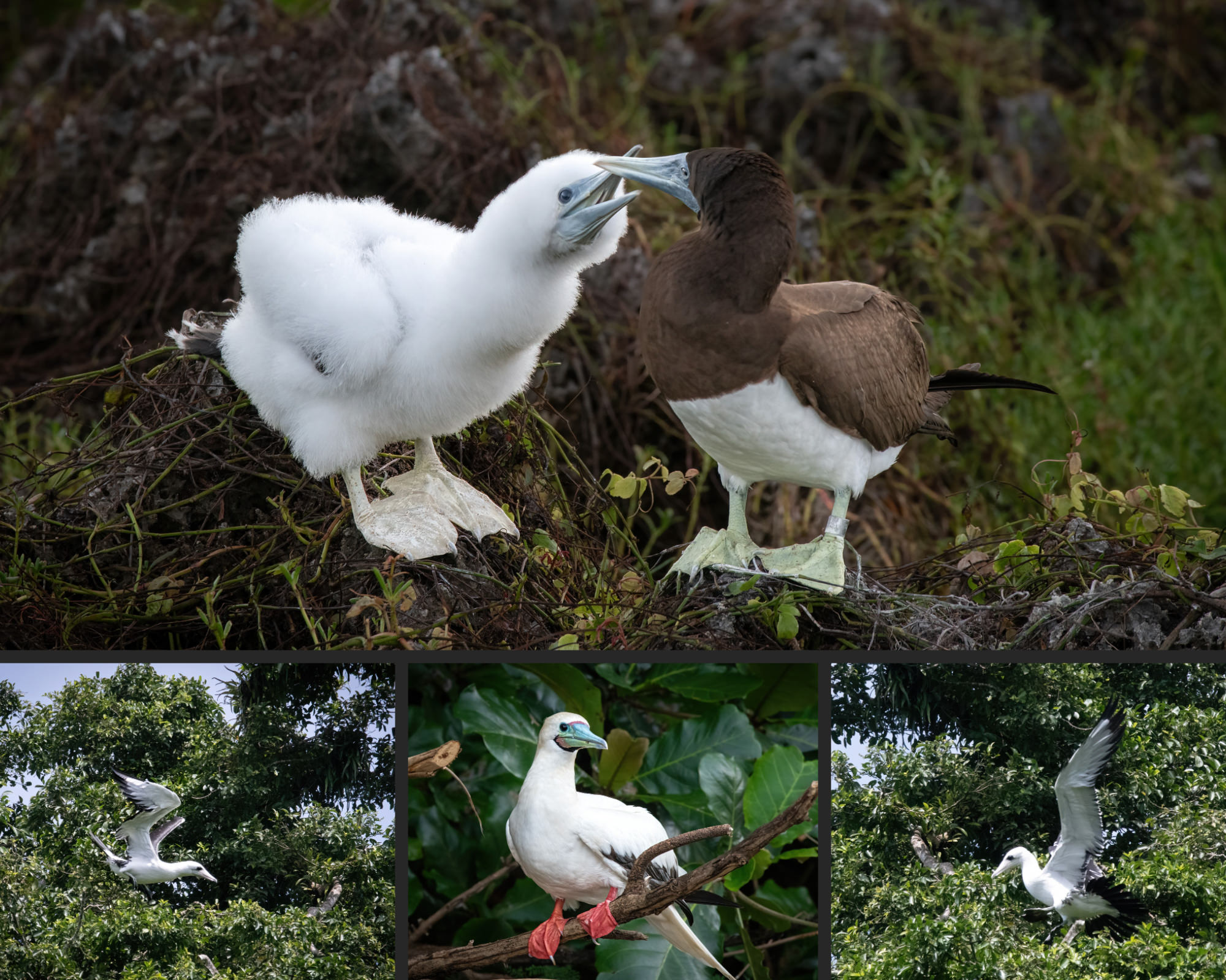 A photocollage of booby birds in flight or resting on tree branches or with a chick on a nest