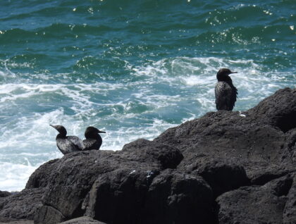 little black cormorants