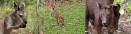 Antilopine wallaroo, agile wallaby, black wallaroo
