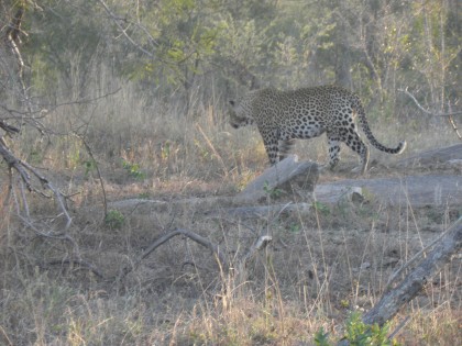 We cud hardly believe what we were seeing when this leopard came so close to our vehicle