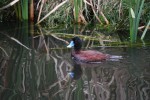 Blue-billed Duck:photo Gondwana Guides