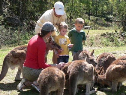 Feeding kangaroos Wings Wildlife Park