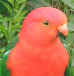 King parrot, ne of our larger parrots. Photo Araucaria Ecotours