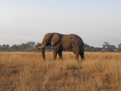 Elephant in Kruger National Park: one of the many, many animals I've been seeing from my hire car over the past week.