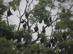Spectacled flying foxes by the library before their trees were hacked into.