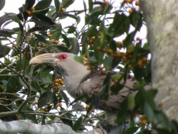 Channel-billed cuckoo feeding on figs: photo Geonature