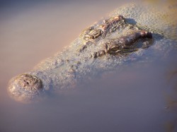 Saltwater crocodile (photo Araucaria Ecotours)