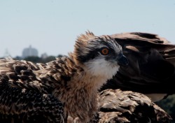 Nestling Eastern Ospreys with adult female - Tweed Heads
