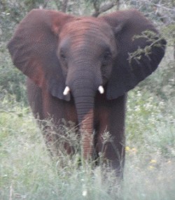 Elephant in Kruger National Park