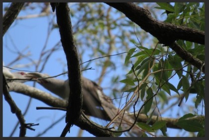 Channel-billed cuckoo adult feeding juvenile cuckoo