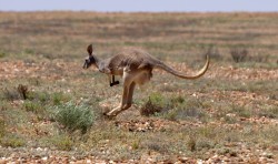  female red kangaroo