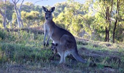 see wild kangaroos and wallabies on our 1-day and 3-day wildlife tours