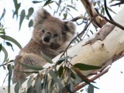 wild koala smoky