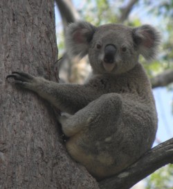 Araucaria_koala
