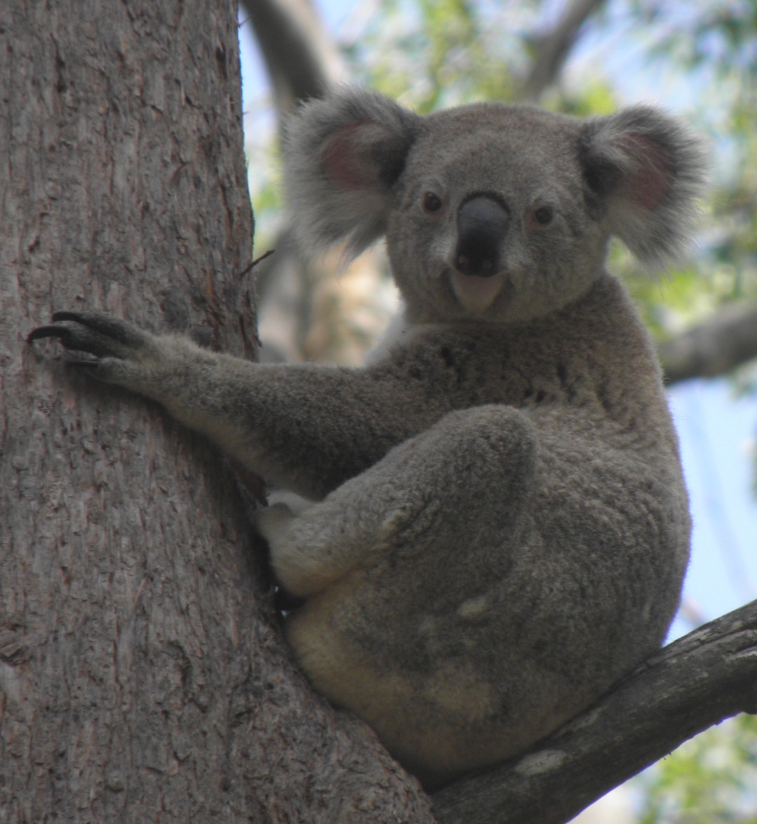 wildlife tourism in australia