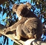 koalassc