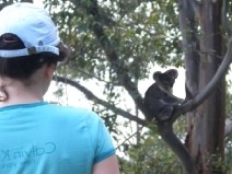 Viewing wild koala