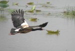 Magpie goose, Kakadu: photo Araucaria Ecotours
