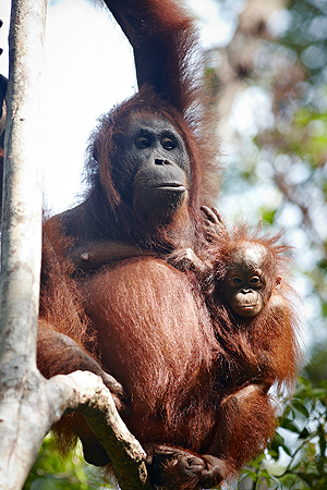orangutan-and-baby