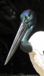 Black-necked stork: photo Araucaria Ecotours