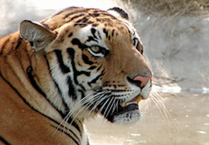 Tiger, Photo:  K shreesh