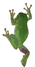 green tree frog: Araucaria Ecotours