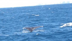 tail of humback whale